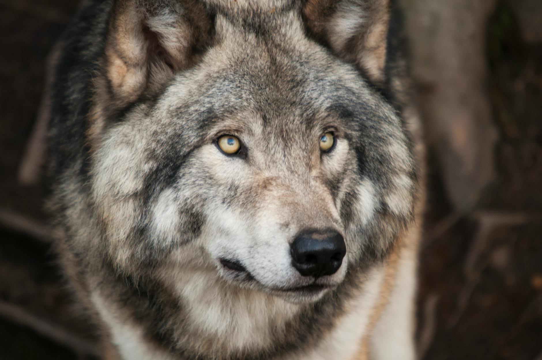 The Wolf Cut Evolution: Softer, Shaggier, and Wearable 1 grey and white wolf selective focus photography