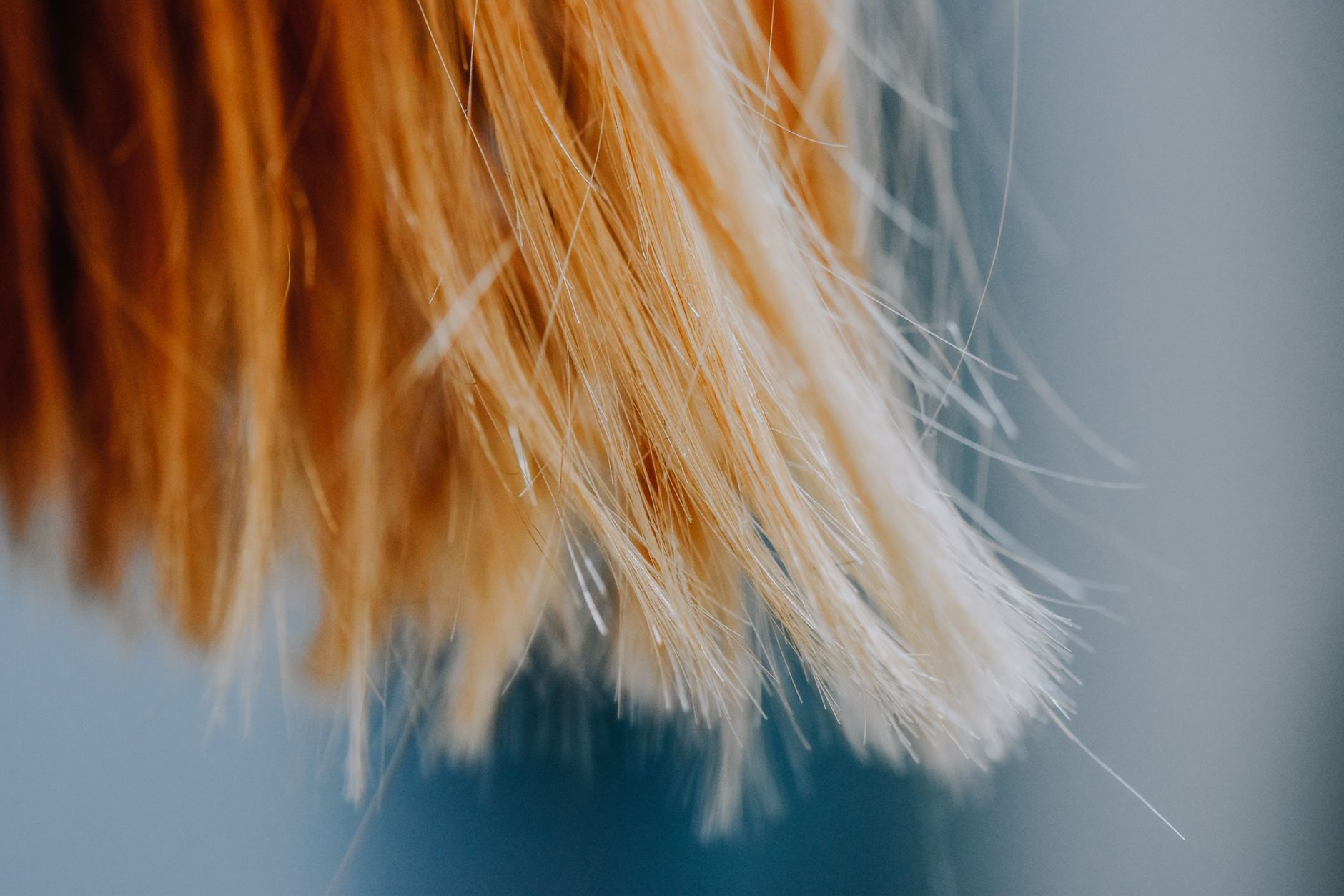 blonde hair in close up photography